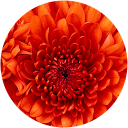 scarlet cayer profile picture