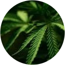 Diesel Bavery profile picture